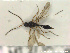  ( - HYMNI2724)  @11 [ ] Creative Commons  Attribution Non-Commercial Share-Alike (2020) NTNU University Museum, Department of Natural History Unspecified