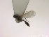  ( - HYMNI2737)  @11 [ ] Creative Commons  Attribution Non-Commercial Share-Alike (2020) NTNU University Museum, Department of Natural History Unspecified