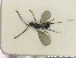  (Pantolyta nixoni - HYMNI2744)  @11 [ ] Creative Commons  Attribution Non-Commercial Share-Alike (2020) NTNU University Museum, Department of Natural History Unspecified