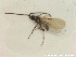  (Opazon frigidum - HYMNI2748)  @11 [ ] Creative Commons  Attribution Non-Commercial Share-Alike (2020) NTNU University Museum, Department of Natural History Unspecified