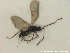  (Opazon parvulum - HYMNI2749)  @11 [ ] Creative Commons  Attribution Non-Commercial Share-Alike (2020) NTNU University Museum, Department of Natural History Unspecified