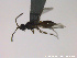  ( - HYMNI2765)  @11 [ ] Creative Commons  Attribution Non-Commercial Share-Alike (2021) NTNU University Museum, Department of Natural History Unspecified