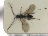  ( - HYMNI2774)  @11 [ ] Creative Commons  Attribution Non-Commercial Share-Alike (2021) NTNU University Museum, Department of Natural History Unspecified
