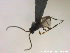  ( - HYMNI2791)  @11 [ ] Creative Commons  Attribution Non-Commercial Share-Alike (2021) NTNU University Museum, Department of Natural History Unspecified
