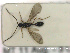 ( - HYMNI2793)  @11 [ ] Creative Commons  Attribution Non-Commercial Share-Alike (2021) NTNU University Museum, Department of Natural History Unspecified