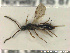  (Belyta elongata - HYMNI2794)  @11 [ ] Creative Commons  Attribution Non-Commercial Share-Alike (2021) NTNU University Museum, Department of Natural History Unspecified