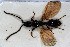  (Psilus acutangulus - HYMNI3017)  @11 [ ] Creative Commons  Attribution Non-Commercial Share-Alike (2023) NTNU University Museum, Department of Natural History NTNU University Museum, Department of Natural History