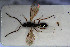  (Belyta bicolor - HYMNI3031)  @11 [ ] Creative Commons  Attribution Non-Commercial Share-Alike (2023) NTNU University Museum, Department of Natural History NTNU University Museum, Department of Natural History