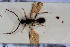  ( - HYMNI3032)  @11 [ ] Creative Commons  Attribution Non-Commercial Share-Alike (2023) NTNU University Museum, Department of Natural History NTNU University Museum, Department of Natural History