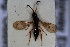  ( - HYMNI3042)  @11 [ ] Creative Commons  Attribution Non-Commercial Share-Alike (2023) NTNU University Museum, Department of Natural History NTNU University Museum, Department of Natural History