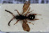  ( - HYMNI3047)  @11 [ ] Creative Commons  Attribution Non-Commercial Share-Alike (2023) NTNU University Museum, Department of Natural History NTNU University Museum, Department of Natural History