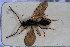 ( - HYMNI3060)  @11 [ ] Creative Commons  Attribution Non-Commercial Share-Alike (2023) NTNU University Museum, Department of Natural History NTNU University Museum, Department of Natural History