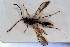  ( - HYMNI3083)  @11 [ ] Creative Commons  Attribution Non-Commercial Share-Alike (2023) NTNU University Museum, Department of Natural History NTNU University Museum, Department of Natural History