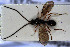  (Lyteba canaliculata - HYMNI3088)  @11 [ ] Creative Commons  Attribution Non-Commercial Share-Alike (2023) NTNU University Museum, Department of Natural History NTNU University Museum, Department of Natural History