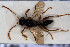  ( - HYMNI3093)  @11 [ ] Creative Commons  Attribution Non-Commercial Share-Alike (2023) NTNU University Museum, Department of Natural History NTNU University Museum, Department of Natural History