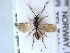  (Belyta elegans - HYMNI3379)  @11 [ ] Creative Commons  Attribution Non-Commercial Share-Alike (2022) NTNU University Museum, Department of Natural History NTNU University Museum, Department of Natural History