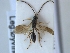  (Belyta moniliata - HYMNI3380)  @11 [ ] Creative Commons  Attribution Non-Commercial Share-Alike (2022) NTNU University Museum, Department of Natural History NTNU University Museum, Department of Natural History