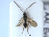  (Belyta borealis - HYMNI3387)  @11 [ ] Creative Commons  Attribution Non-Commercial Share-Alike (2022) NTNU University Museum, Department of Natural History NTNU University Museum, Department of Natural History