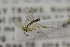  (Trichonta eximia - NHMO-DAR-12336)  @11 [ ] CreativeCommons - Attribution Non-Commercial Share-Alike (2017) Unspecified University of Oslo, Natural History Museum