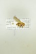  ( - NHMO-DAR-12750)  @12 [ ] CreativeCommons - Attribution Non-Commercial Share-Alike (2017) Unspecified University of Oslo, Natural History Museum