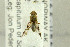 (Tephritis dilacerata - NHMO-288017)  @13 [ ] CreativeCommons - Attribution Non-Commercial Share-Alike (2017) Unspecified University of Oslo, Natural History Museum