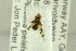  ( - NHMO-288060)  @12 [ ] CreativeCommons - Attribution Non-Commercial Share-Alike (2017) Unspecified University of Oslo, Natural History Museum
