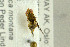  ( - NHMO-287752)  @12 [ ] CreativeCommons - Attribution Non-Commercial Share-Alike (2017) Unspecified University of Oslo, Natural History Museum