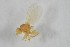  ( - NHMO-ENT-443335)  @11 [ ] CreativeCommons - Attribution Non-Commercial Share-Alike (2019) Unspecified University of Oslo, Natural History Museum