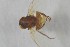  ( - NHMO-ENT-443328)  @11 [ ] CreativeCommons - Attribution Non-Commercial Share-Alike (2019) Unspecified University of Oslo, Natural History Museum