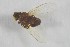  ( - NHMO-ENT-443329)  @11 [ ] CreativeCommons - Attribution Non-Commercial Share-Alike (2019) Unspecified University of Oslo, Natural History Museum