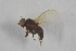  ( - NHMO-ENT-443330)  @11 [ ] CreativeCommons - Attribution Non-Commercial Share-Alike (2019) Unspecified University of Oslo, Natural History Museum