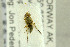  ( - NHMO-287781)  @11 [ ] CreativeCommons - Attribution Non-Commercial Share-Alike (2017) Unspecified University of Oslo, Natural History Museum