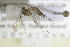  ( - NHMO-DAR-12269)  @11 [ ] CreativeCommons - Attribution Non-Commercial Share-Alike (2017) Unspecified University of Oslo, Natural History Museum