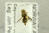  ( - NHMO-287737)  @11 [ ] CreativeCommons - Attribution Non-Commercial Share-Alike (2017) Unspecified University of Oslo, Natural History Museum