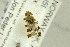  ( - NHMO-288007)  @12 [ ] CreativeCommons - Attribution Non-Commercial Share-Alike (2017) Unspecified University of Oslo, Natural History Museum