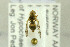  ( - NHMO-287886)  @12 [ ] CreativeCommons - Attribution Non-Commercial Share-Alike (2017) Unspecified University of Oslo, Natural History Museum
