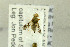  ( - NHMO-287744)  @12 [ ] CreativeCommons - Attribution Non-Commercial Share-Alike (2017) Unspecified University of Oslo, Natural History Museum