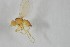  (Phytoliriomyza oasis - NHMO-ENT-443337)  @11 [ ] CreativeCommons - Attribution Non-Commercial Share-Alike (2019) Unspecified University of Oslo, Natural History Museum