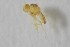  ( - NHMO-ENT-443312)  @11 [ ] CreativeCommons - Attribution Non-Commercial Share-Alike (2019) Unspecified University of Oslo, Natural History Museum