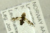  ( - NHMO-282242)  @11 [ ] CreativeCommons - Attribution Non-Commercial Share-Alike (2017) Unspecified University of Oslo, Natural History Museum