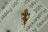  ( - NHMO-282267)  @12 [ ] CreativeCommons - Attribution Non-Commercial Share-Alike (2017) Unspecified University of Oslo, Natural History Museum