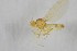  ( - NHMO-ENT-443322)  @11 [ ] CreativeCommons - Attribution Non-Commercial Share-Alike (2019) Unspecified University of Oslo, Natural History Museum