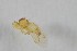  ( - NHMO-ENT-443323)  @11 [ ] CreativeCommons - Attribution Non-Commercial Share-Alike (2019) Unspecified University of Oslo, Natural History Museum