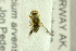  ( - NHMO-287761)  @11 [ ] CreativeCommons - Attribution Non-Commercial Share-Alike (2017) Unspecified University of Oslo, Natural History Museum