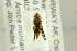  ( - NHMO-287756)  @11 [ ] CreativeCommons - Attribution Non-Commercial Share-Alike (2017) Unspecified University of Oslo, Natural History Museum