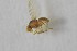  ( - NHMO-ENT-443305)  @11 [ ] CreativeCommons - Attribution Non-Commercial Share-Alike (2019) Unspecified University of Oslo, Natural History Museum