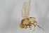  (Phytoliriomyza variegata - NHMO-ENT-443338)  @11 [ ] CreativeCommons - Attribution Non-Commercial Share-Alike (2019) Unspecified University of Oslo, Natural History Museum