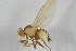  ( - NHMO-ENT-443339)  @11 [ ] CreativeCommons - Attribution Non-Commercial Share-Alike (2019) Unspecified University of Oslo, Natural History Museum