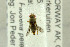  ( - NHMO-282247)  @12 [ ] CreativeCommons - Attribution Non-Commercial Share-Alike (2017) Unspecified University of Oslo, Natural History Museum