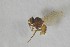  ( - NHMO-ENT-443298)  @11 [ ] CreativeCommons - Attribution Non-Commercial Share-Alike (2019) Unspecified University of Oslo, Natural History Museum